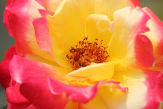 g參考用的市價，本價格僅供網友參考，您是否填寫此價格都與購物結帳無關，網站顯示此價格時會加上一條橫線