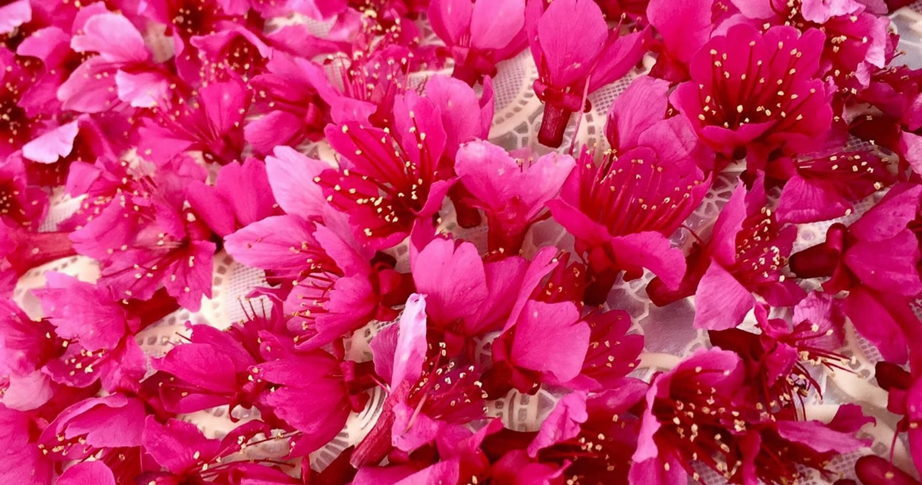 內建手機版、跨越大世界