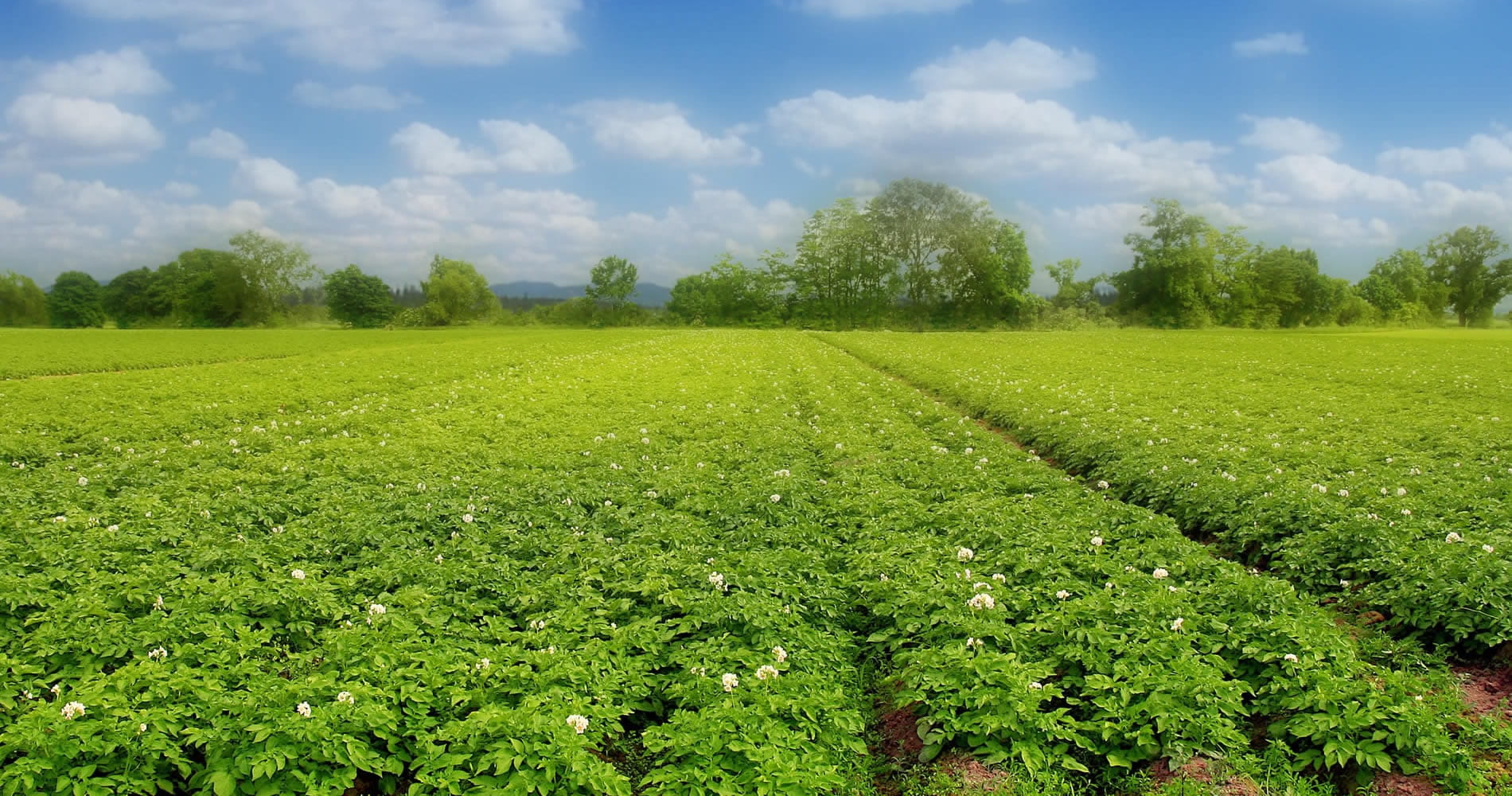 內建手機版、跨越大世界
